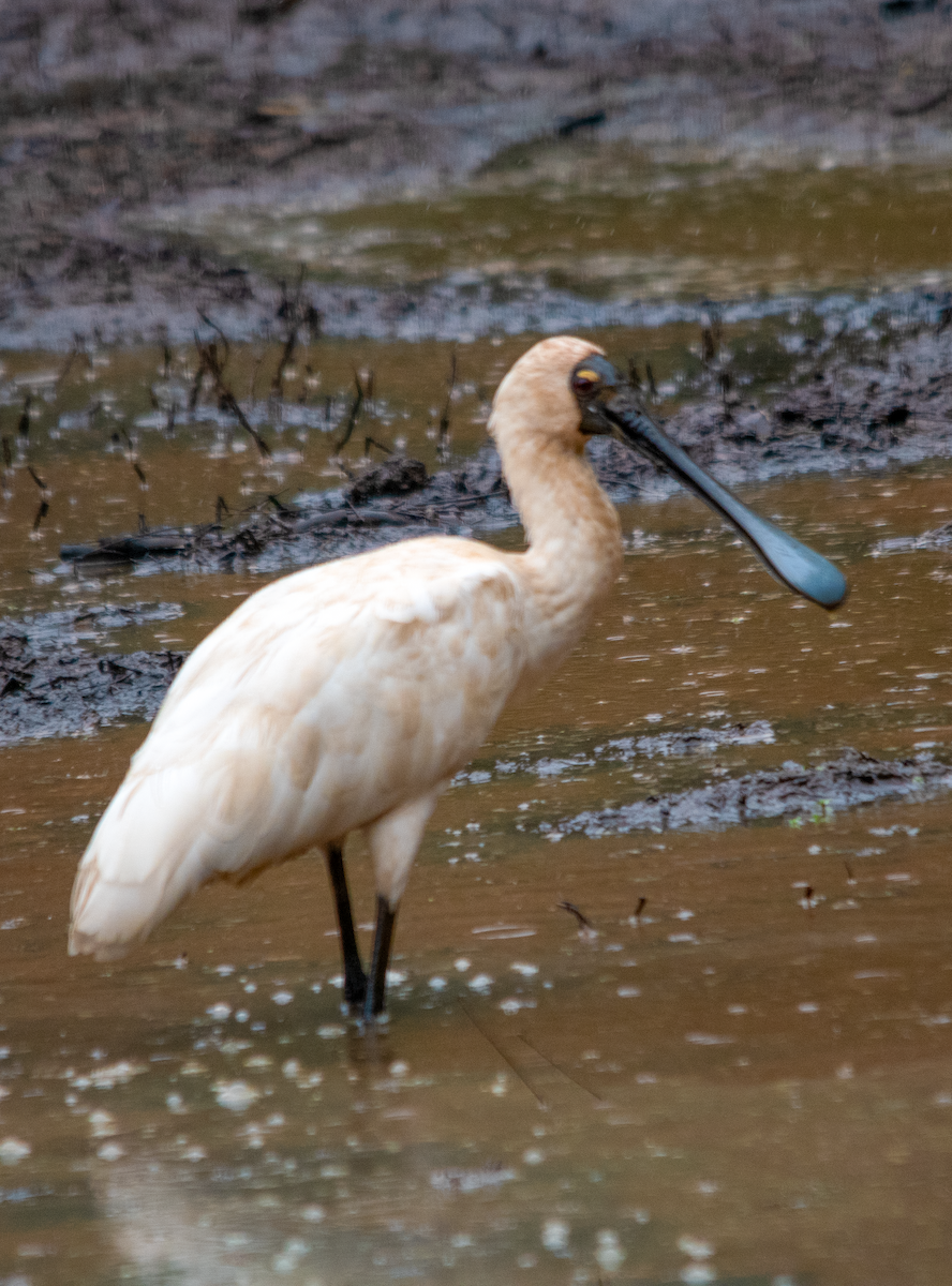 Espátula Real - ML648784312