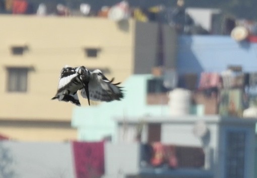 Pied Kingfisher - ML648784333