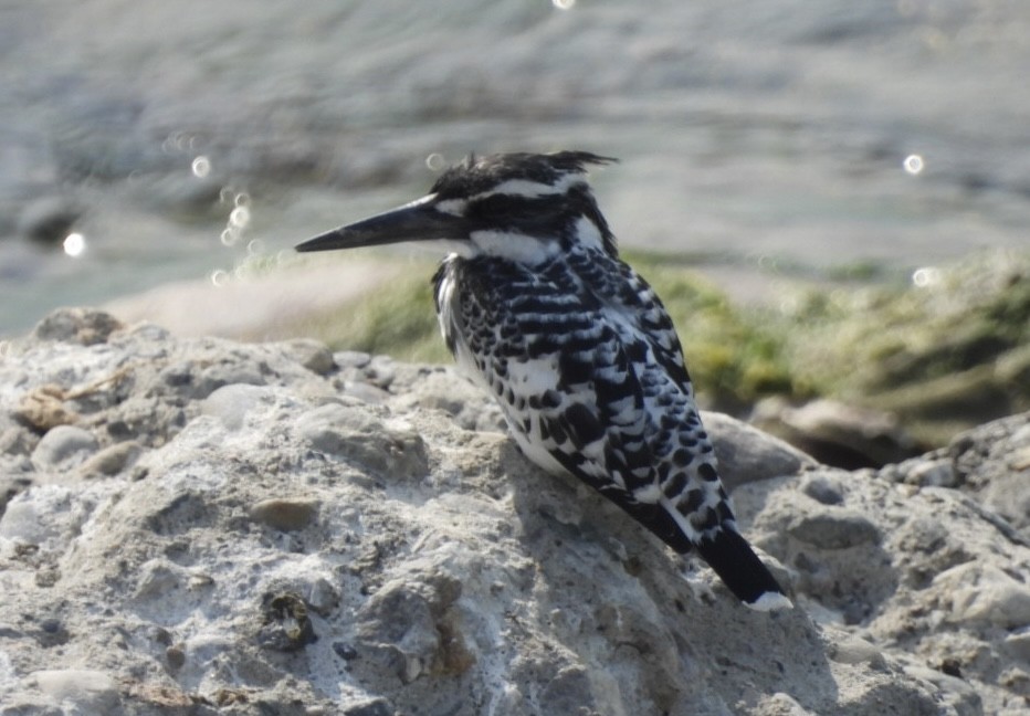 Pied Kingfisher - ML648784334
