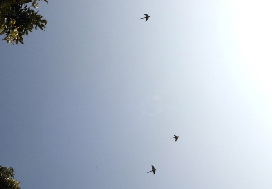 parakeet sp. - ML648784350