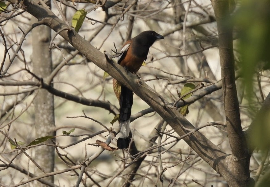 Rufous Treepie - ML648784366