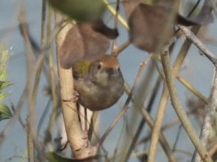 Common Tailorbird - ML648784406