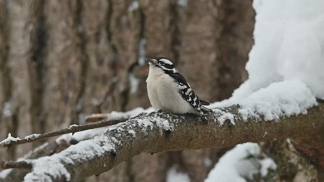 dunspett - ML648784409