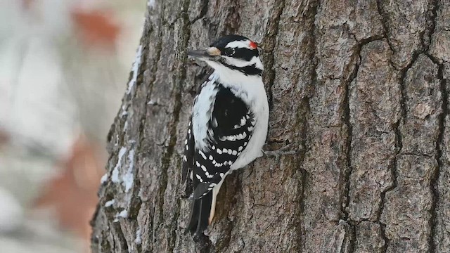 hårspett - ML648784426