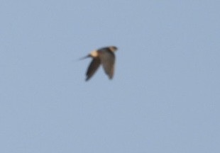 Eastern Red-rumped Swallow - ML648784435
