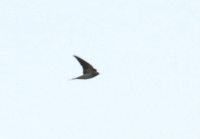 Eastern Red-rumped Swallow - ML648784436