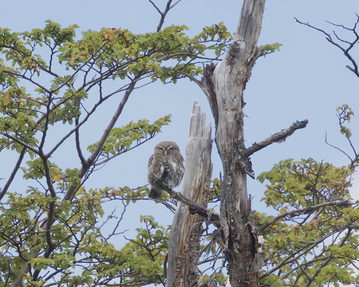Austral Pygmy-Owl - ML648784488