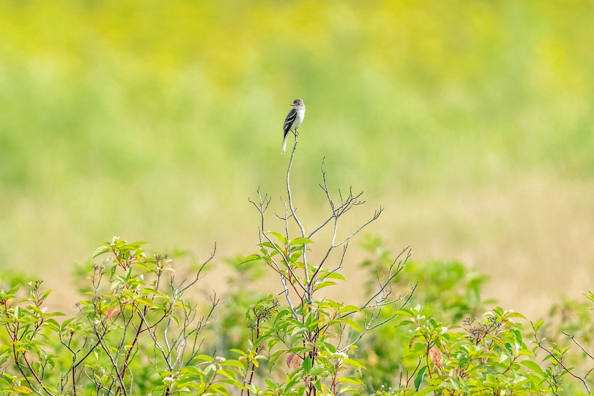 Moucherolle des saules - ML648784503