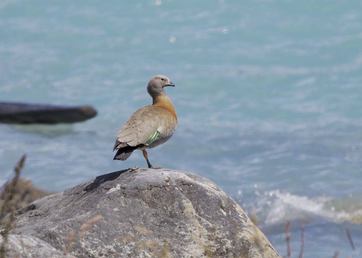 Ashy-headed Goose - ML648784508