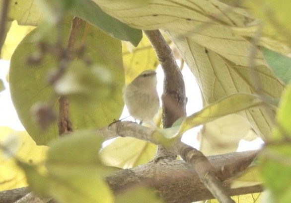 Hume's Warbler - ML648784521
