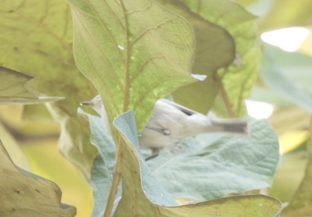 Hume's Warbler - ML648784522