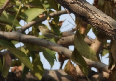 Hume's Warbler - ML648784523