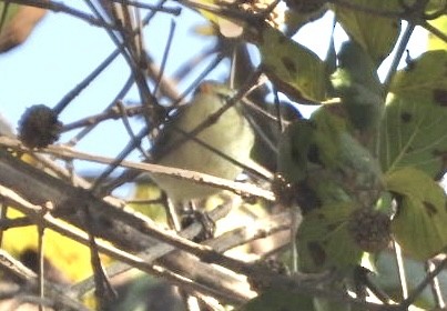 Blyth's Leaf Warbler - ML648784542