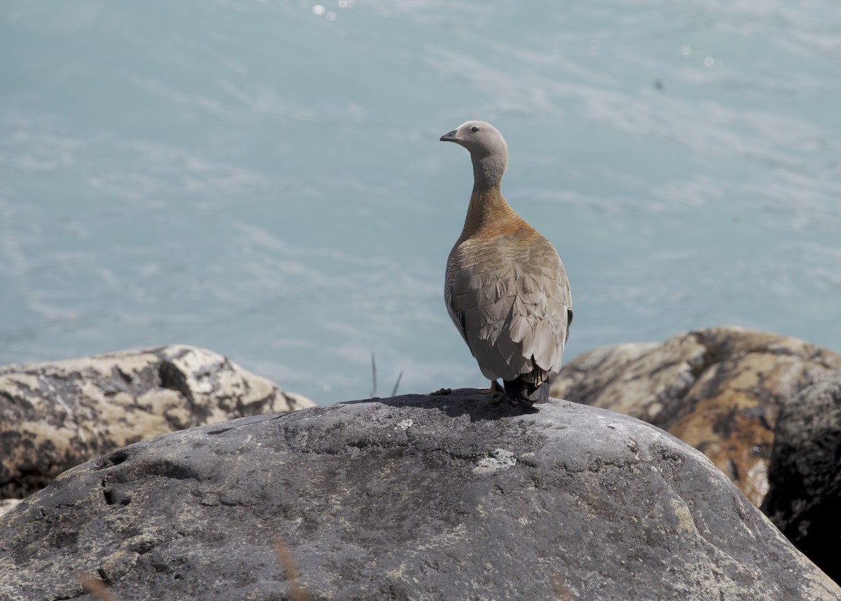 Ashy-headed Goose - ML648784566