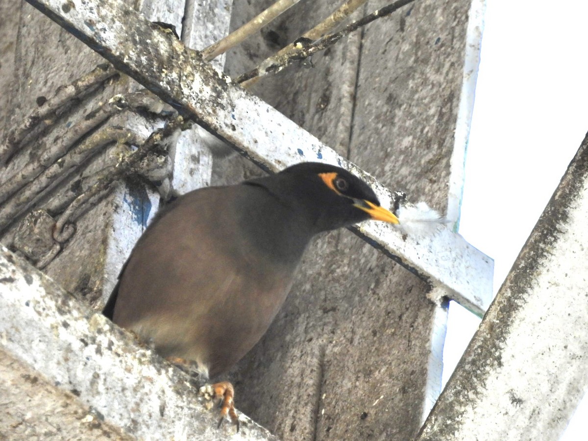 Common Myna - ML648784569
