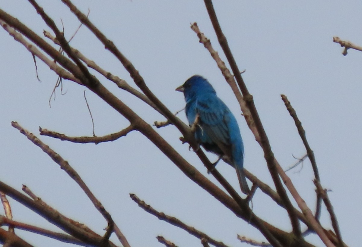 Indigo Bunting - ML648784592