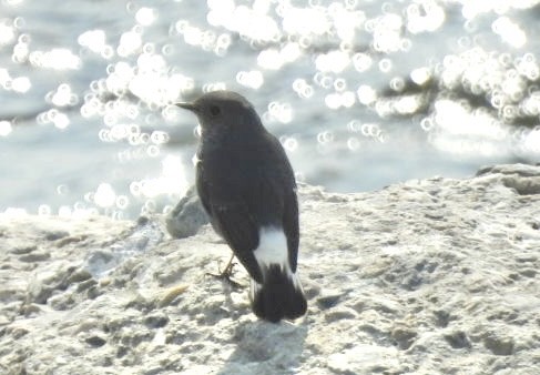 Plumbeous Redstart - ML648784620