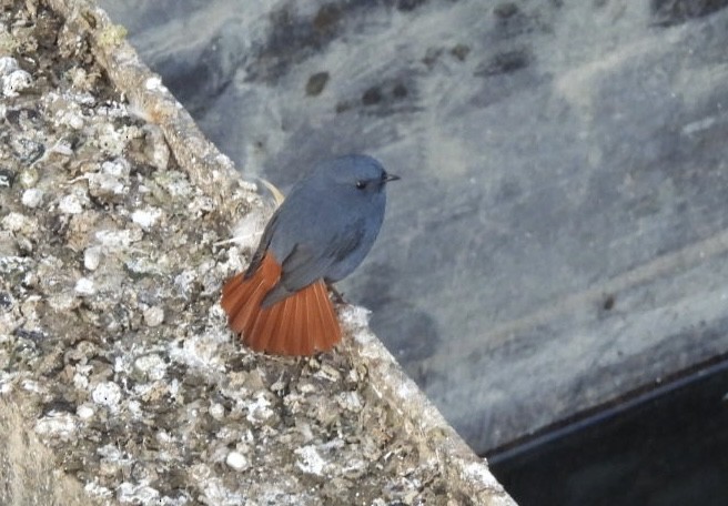 Plumbeous Redstart - ML648784621