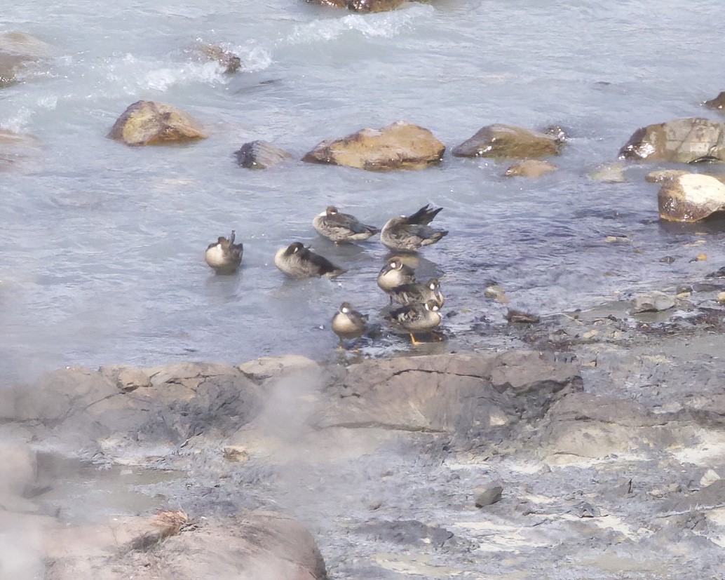 Spectacled Duck - ML648784630