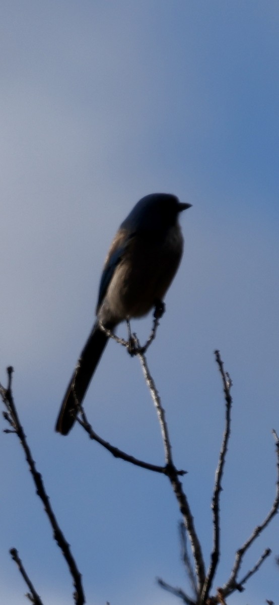 Chara de Woodhouse - ML648784644