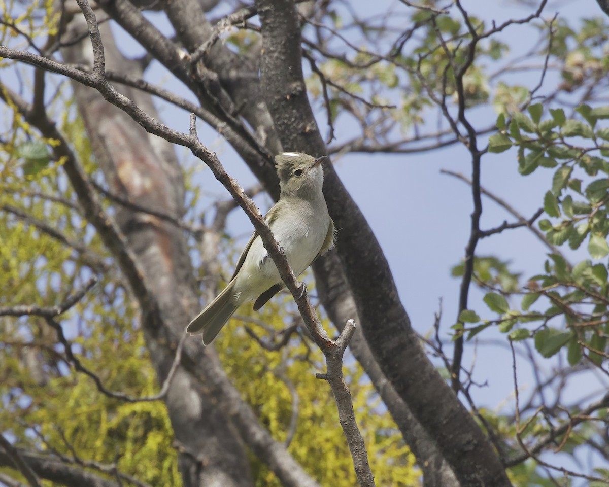 White-crested Elaenia (Chilean) - ML648784661