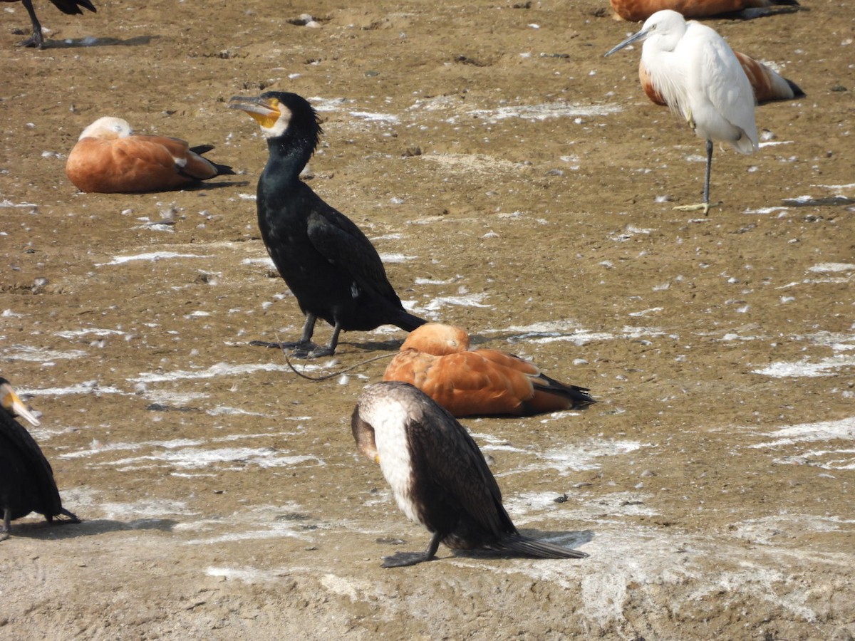 Great Cormorant - ML648784707