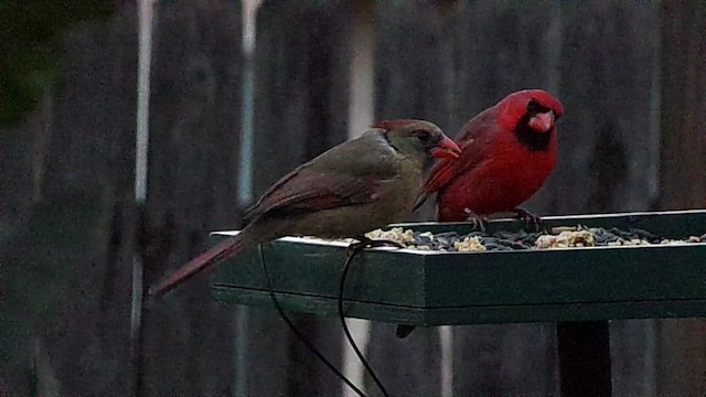 rødkardinal - ML648784820