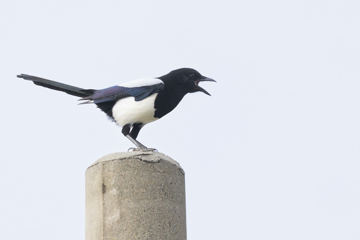 Oriental Magpie - ML648784830