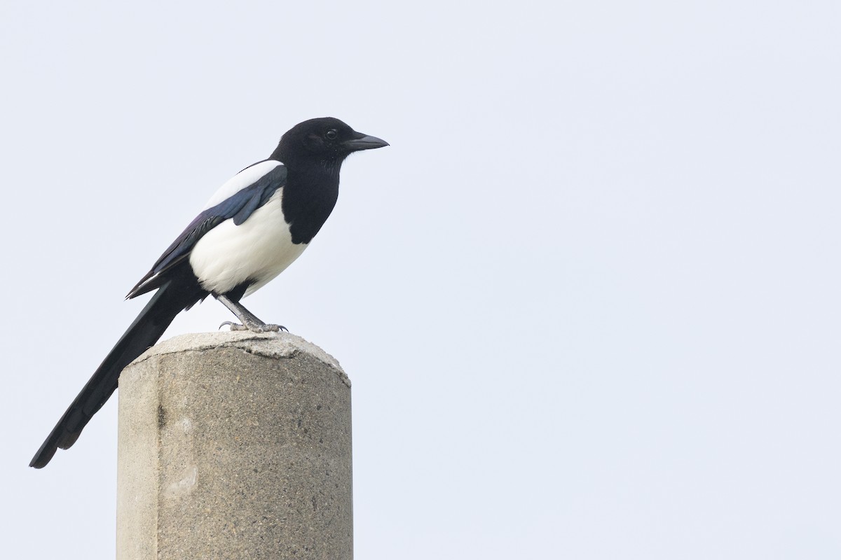 Oriental Magpie - ML648784831