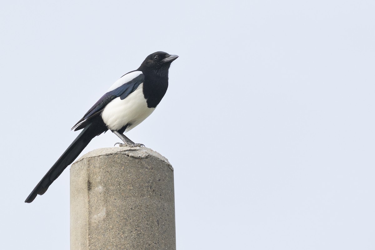 Oriental Magpie - ML648784832