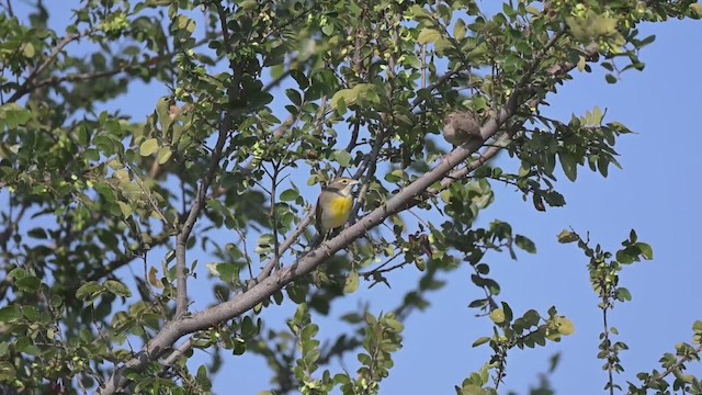 sisselspurv - ML648784853