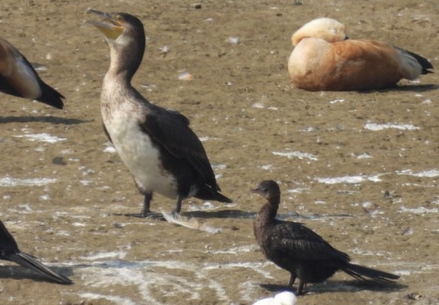 Little Cormorant - ML648784886