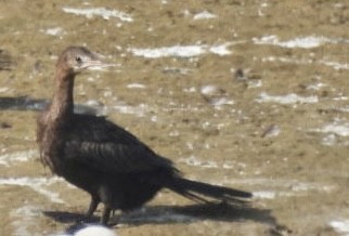 Little Cormorant - ML648784887