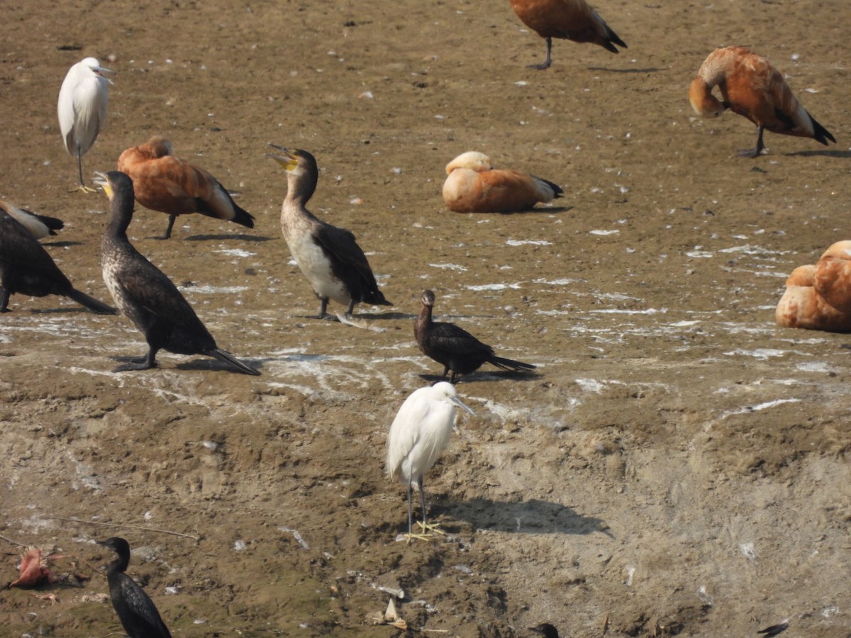 Little Cormorant - ML648784888