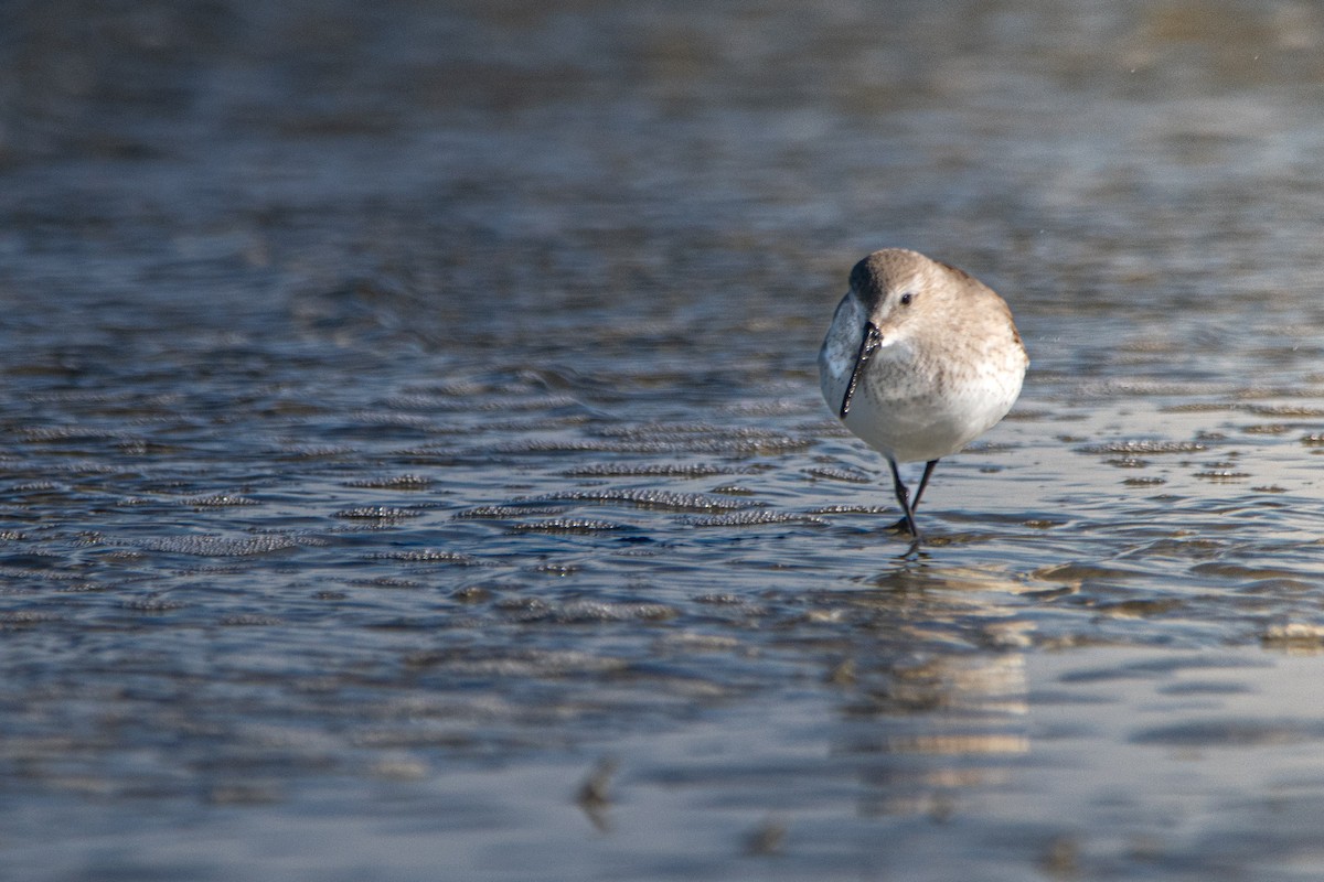 myrsnipe - ML648784956