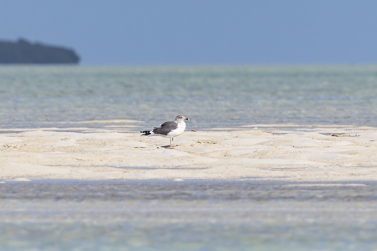 Клуша - ML648784957