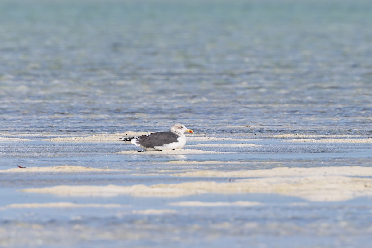 Клуша - ML648784958