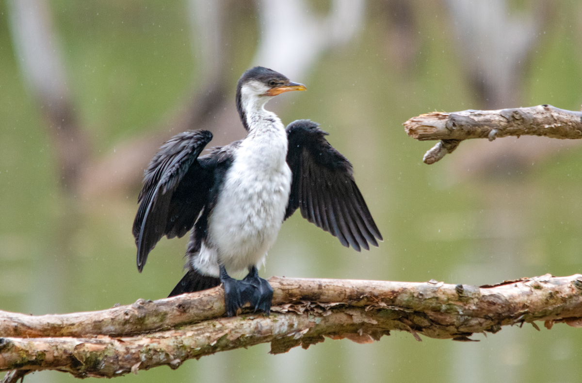 Cormorán Piquicorto - ML648784976