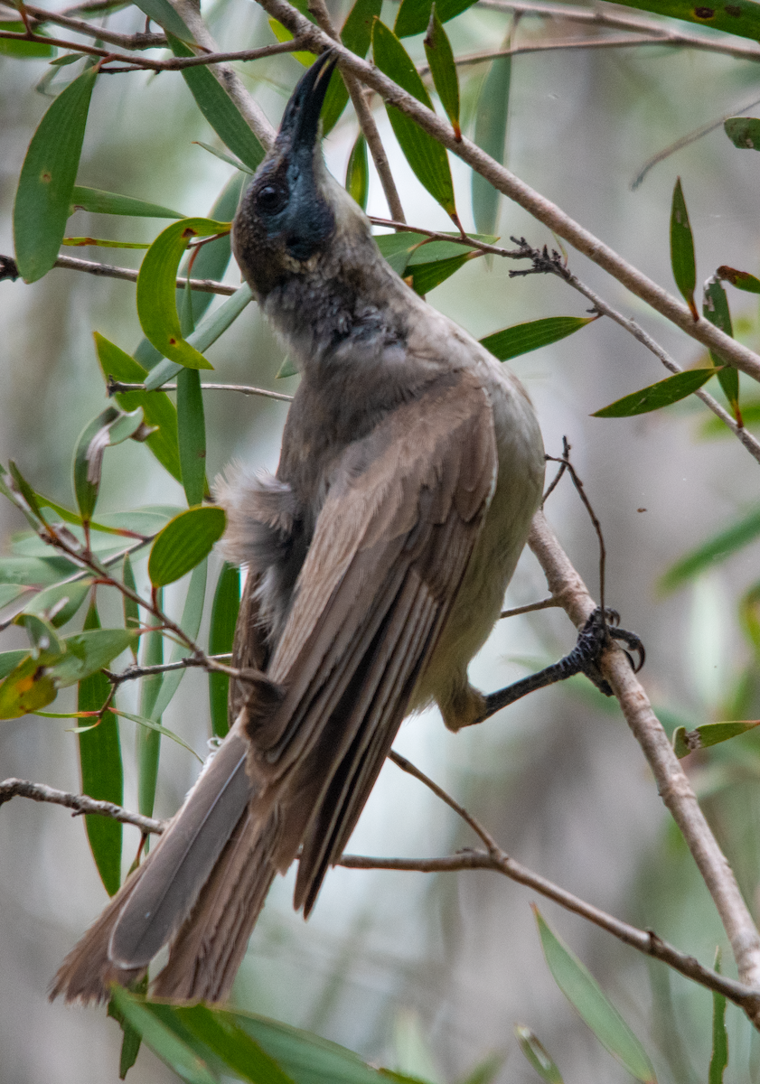 Filemón Goligualdo - ML648785001