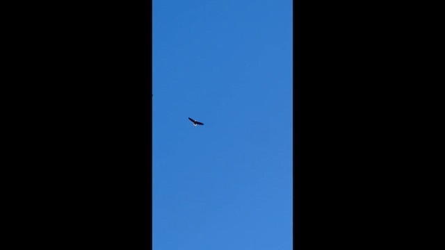 hvithodehavørn - ML648785080