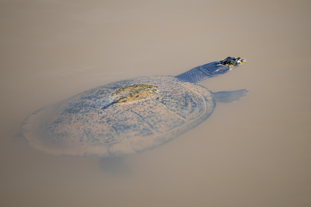 Пресмыкающиеся - ML648785207