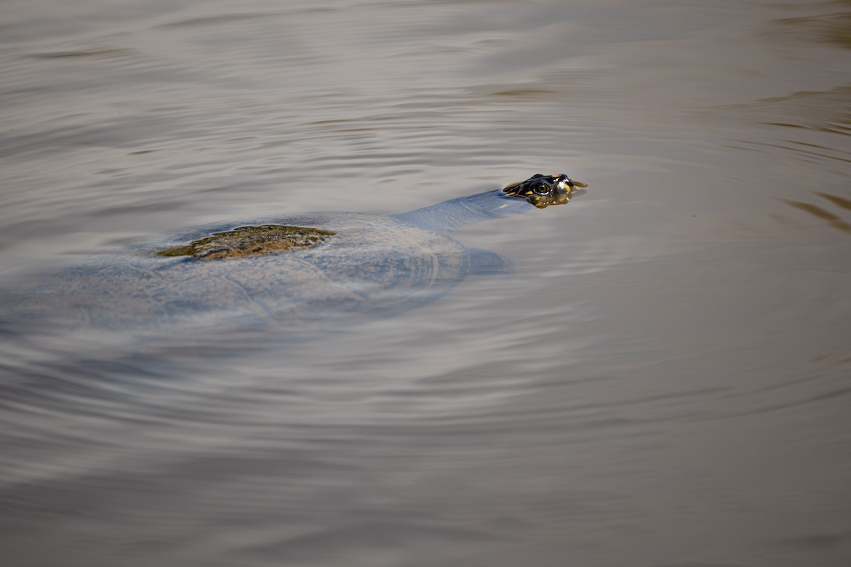 Пресмыкающиеся - ML648785208