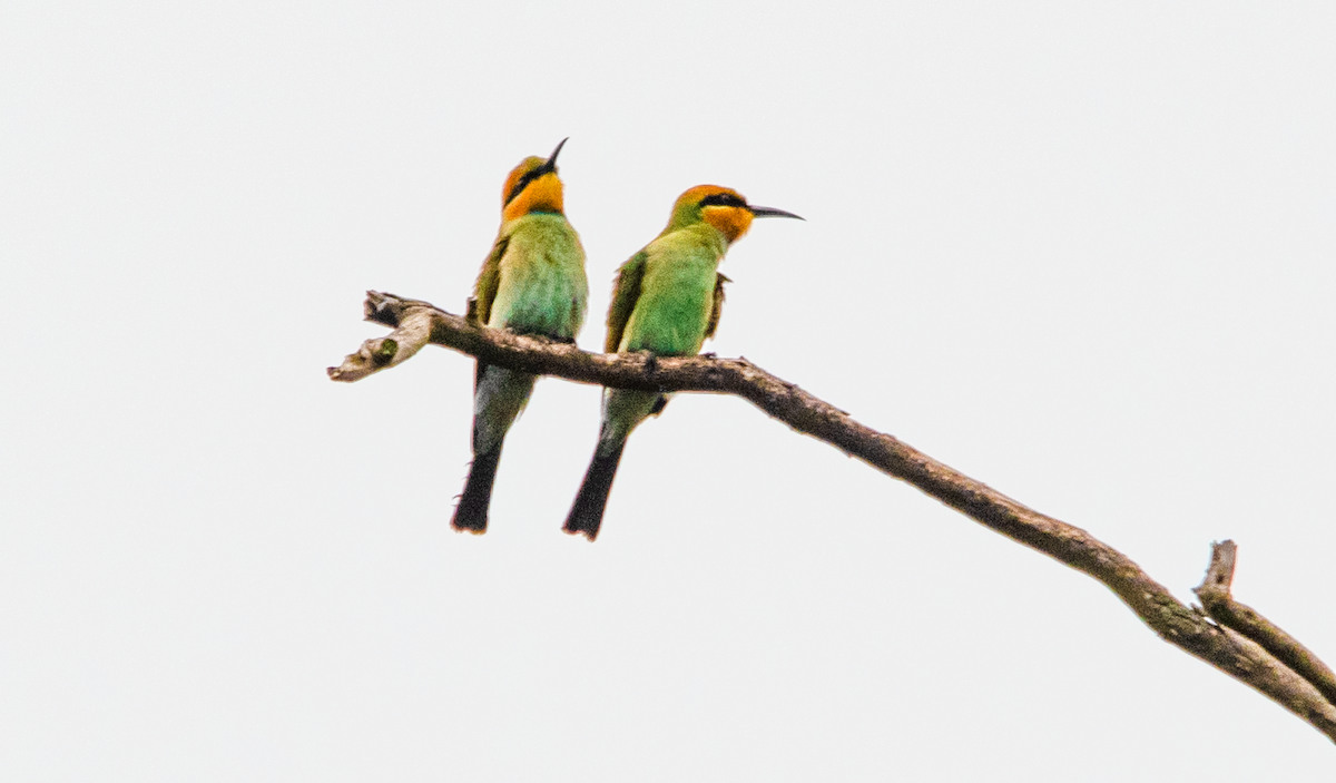 Abejaruco Australiano - ML648785218