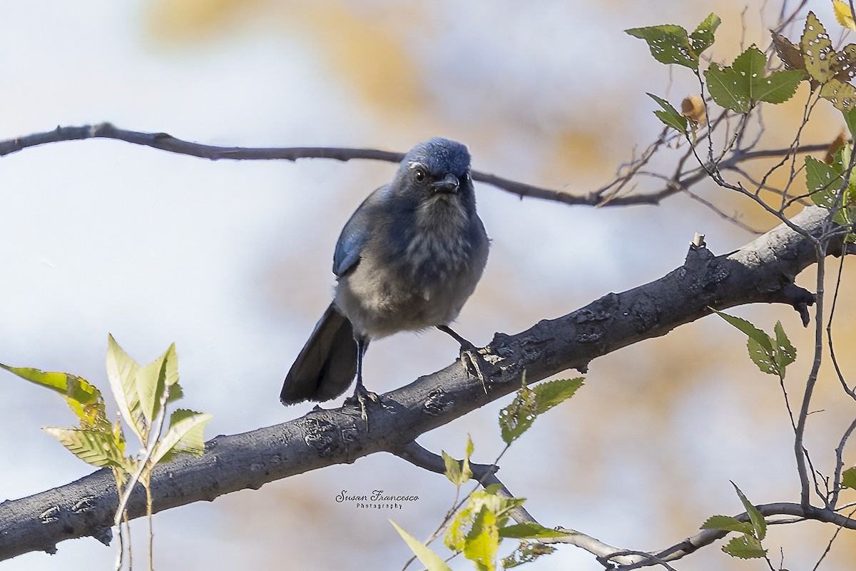 Chara de Woodhouse - ML648785518