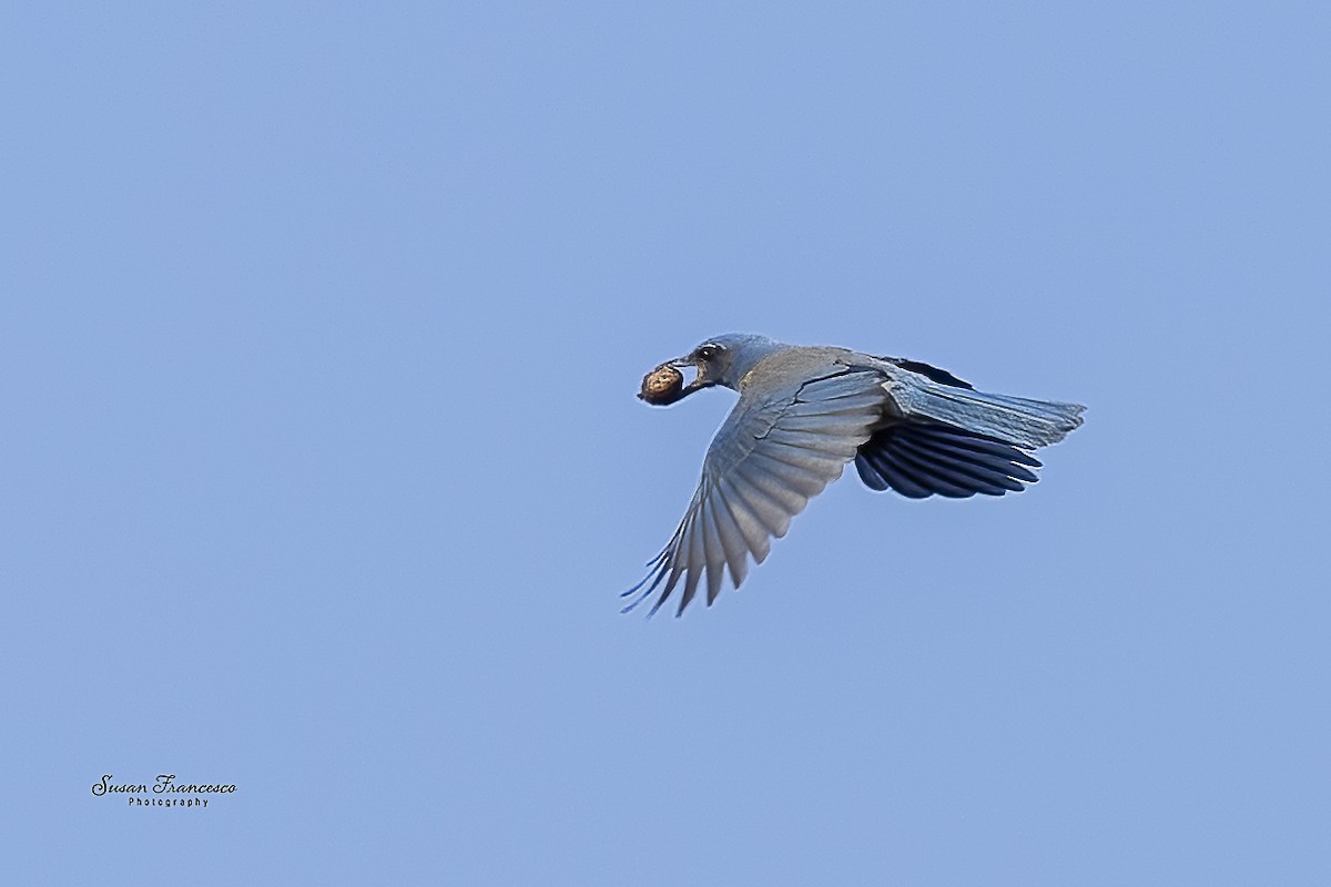 Chara de Woodhouse - ML648785519