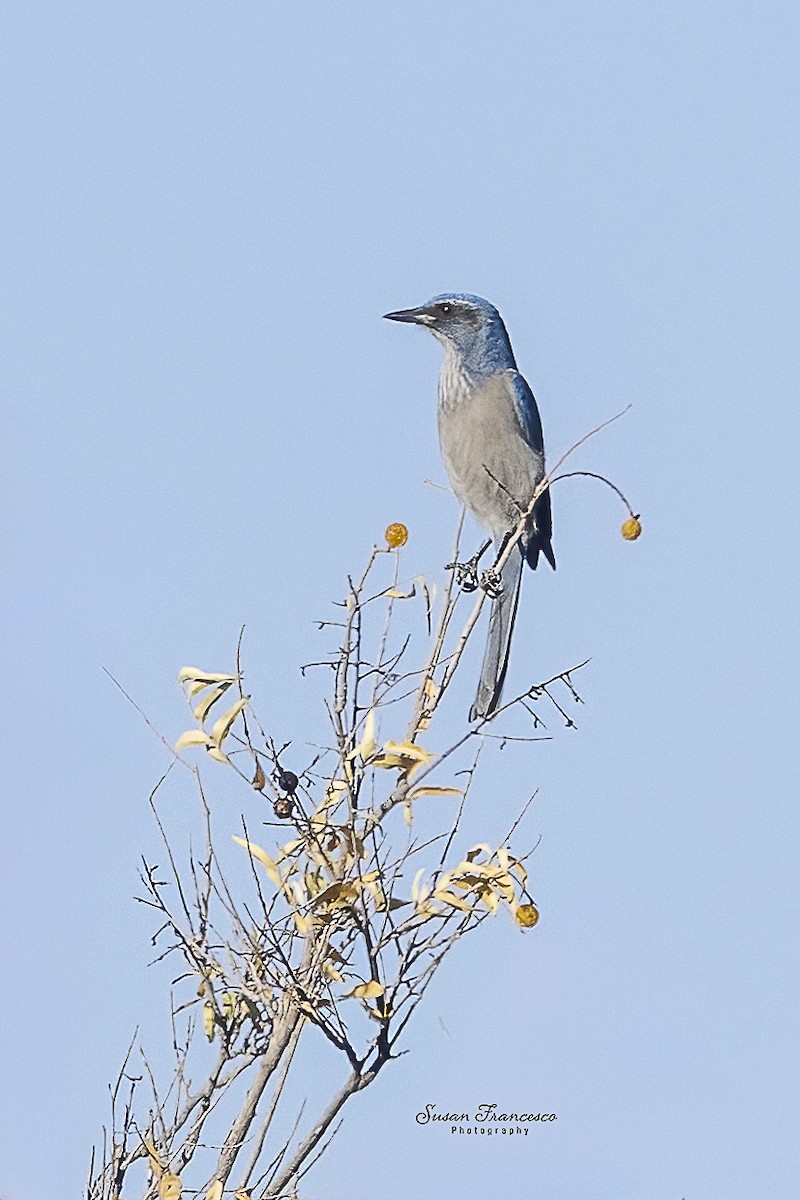 Chara de Woodhouse - ML648785522