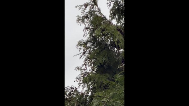 myrteparula - ML648785549