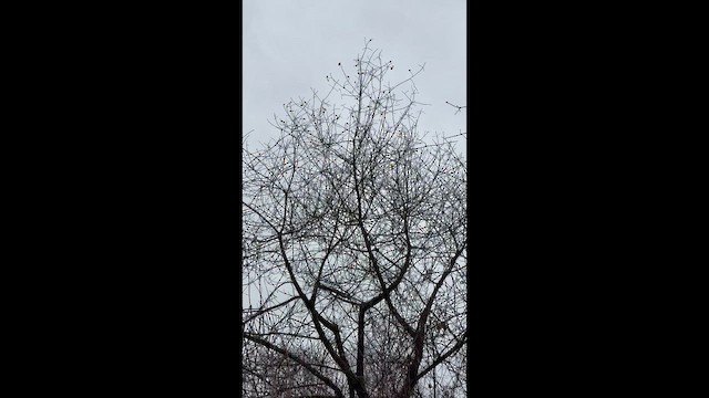 myrteparula - ML648785550