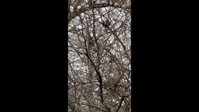 myrteparula - ML648785551