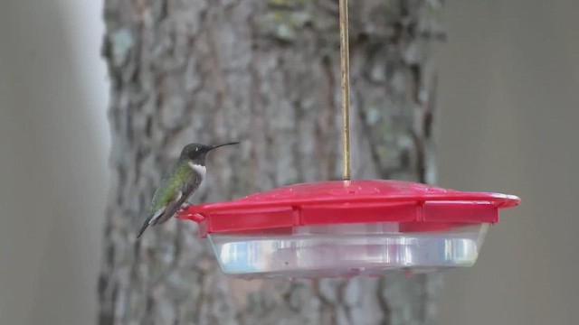 rubinstrupekolibri - ML648785620